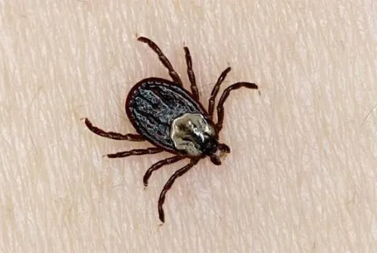 Camel Tick